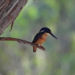 Ceyx azureus at Splitters Creek, NSW - 24 Jan 2020