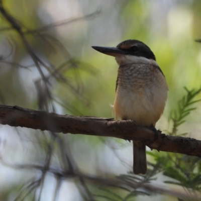 Todiramphus sanctus (Sacred Kingfisher) at Wonga Wetlands - 24 Jan 2020 by WingsToWander