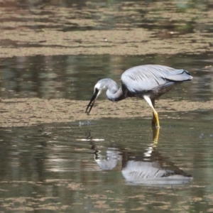 Egretta novaehollandiae at Albury - 24 Jan 2020