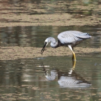 Egretta novaehollandiae (White-faced Heron) at Splitters Creek, NSW - 24 Jan 2020 by WingsToWander