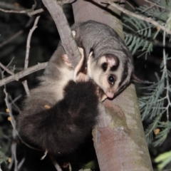 Petaurus norfolcensis (Squirrel Glider) at Wonga Wetlands - 25 Sep 2019 by WingsToWander