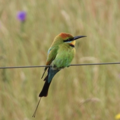 Merops ornatus (Rainbow Bee-eater) at Wodonga - 6 Nov 2019 by WingsToWander