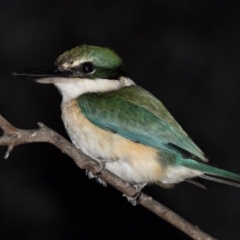 Todiramphus sanctus (Sacred Kingfisher) at Table Top, NSW - 30 Oct 2019 by WingsToWander