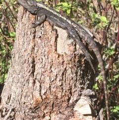 Amphibolurus muricatus (Jacky Lizard) at Kameruka, NSW - 13 Aug 2020 by LisaWhite