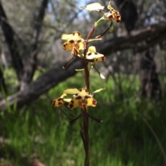 Diuris pardina (Leopard Doubletail) at Wodonga, VIC - 17 Sep 2019 by WingsToWander