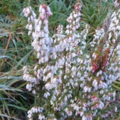 Erica lusitanica (Spanish Heath ) at Percival Hill - 12 Aug 2020 by MichaelMulvaney