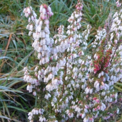 Erica lusitanica (Spanish Heath ) at Nicholls, ACT - 12 Aug 2020 by MichaelMulvaney