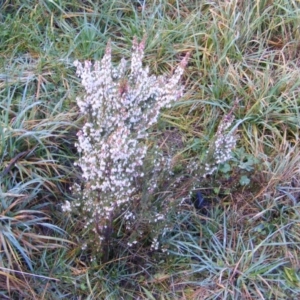 Erica lusitanica at Nicholls, ACT - 13 Aug 2020