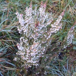 Erica lusitanica at Nicholls, ACT - 13 Aug 2020