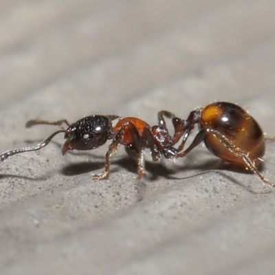 Chelaner kiliani (Kilian's ant) at Downer, ACT - 11 Aug 2020 by TimL