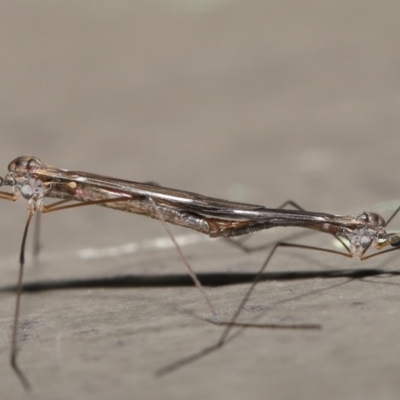 Tipulidae or Limoniidae (family) (Unidentified Crane Fly) at ANBG - 11 Aug 2020 by TimL