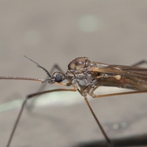 Tipulidae or Limoniidae (family) at Downer, ACT - 11 Aug 2020