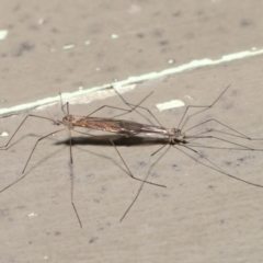 Tipulidae or Limoniidae (family) at Downer, ACT - 11 Aug 2020