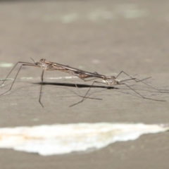 Tipulidae or Limoniidae (family) at Downer, ACT - 11 Aug 2020