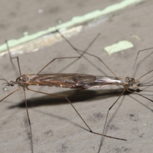 Tipulidae or Limoniidae (family) at Downer, ACT - 11 Aug 2020