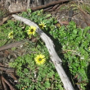 Arctotheca calendula at Cook, ACT - 13 Aug 2020 10:25 AM