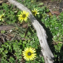 Arctotheca calendula at Cook, ACT - 13 Aug 2020