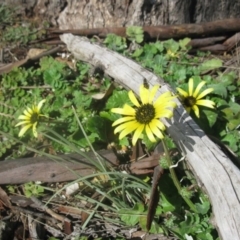 Arctotheca calendula at Cook, ACT - 13 Aug 2020