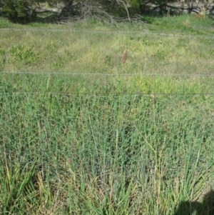 Phalaris aquatica at Holt, ACT - 13 Aug 2020