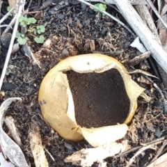 Scleroderma sp. at O'Connor, ACT - 13 Aug 2020