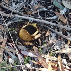 Scleroderma sp. at O'Connor, ACT - 13 Aug 2020