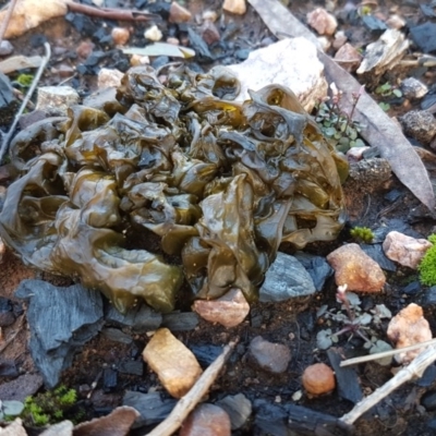 Nostoc sp. (genus) (A cyanobacterium) at O'Connor, ACT - 13 Aug 2020 by tpreston