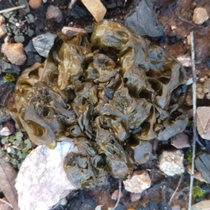 Nostoc sp. (genus) at O'Connor, ACT - 13 Aug 2020