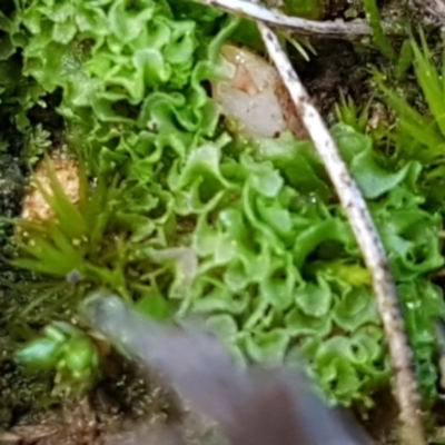 Fossombronia sp. (genus) (A leafy liverwort) at Bruce Ridge - 13 Aug 2020 by trevorpreston