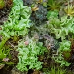 Fossombronia sp. (genus) at O'Connor, ACT - 13 Aug 2020