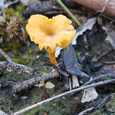 Lichenomphalia chromacea (Yellow Navel) at Bruce Ridge - 13 Aug 2020 by trevorpreston