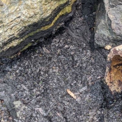 Unidentified Daisy at Merimbula, NSW - 1 Feb 2020 by SapphireCoastMarineDiscoveryCentre