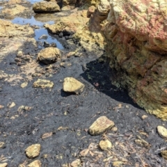 Unverified Daisy at Merimbula, NSW - 1 Feb 2020 by SapphireCoastMarineDiscoveryCentre