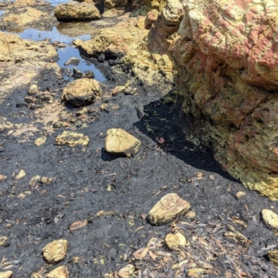 Unverified Daisy at Merimbula, NSW - 1 Feb 2020 by SapphireCoastMarineDiscoveryCentre