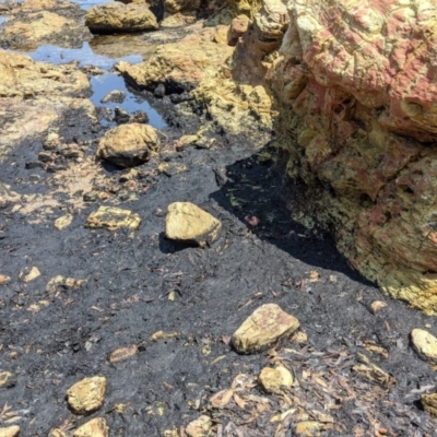 Unidentified Daisy at Merimbula, NSW - 1 Feb 2020 by SapphireCoastMarineDiscoveryCentre