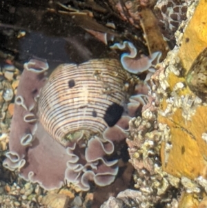 Hydatina physis at Eden, NSW - 15 Apr 2020 12:10 PM