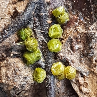 Fossombronia sp. (genus) (A leafy liverwort) at Bruce Ridge - 13 Aug 2020 by trevorpreston