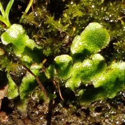 Asterella drummondii (A thallose liverwort) at Bruce Ridge - 13 Aug 2020 by trevorpreston