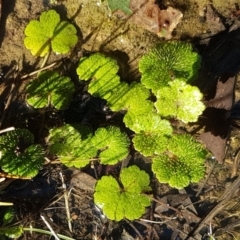 Hydrocotyle laxiflora (Stinking Pennywort) at O'Connor, ACT - 13 Aug 2020 by trevorpreston