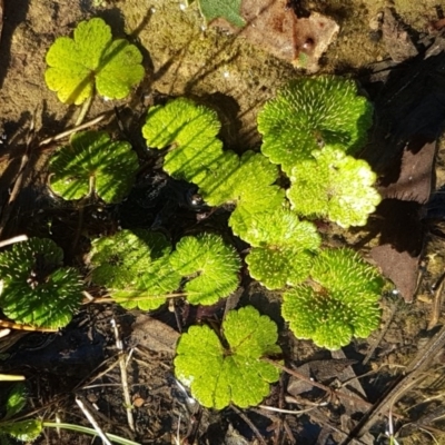 Hydrocotyle laxiflora (Stinking Pennywort) at Bruce Ridge - 13 Aug 2020 by trevorpreston