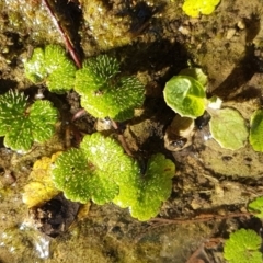 Hydrocotyle laxiflora at O'Connor, ACT - 13 Aug 2020