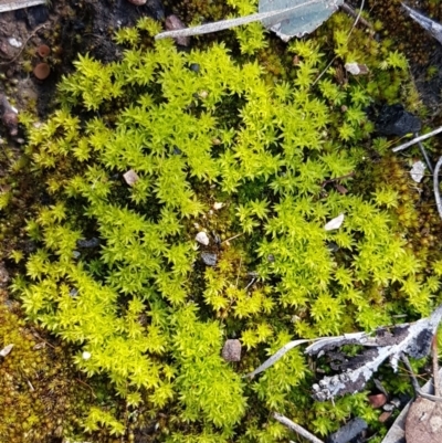 Barbula sp. at Bruce Ridge - 13 Aug 2020 by trevorpreston