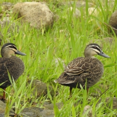 Anas superciliosa (Pacific Black Duck) at Felltimber Creek NCR - 13 Aug 2020 by Michelleco