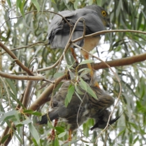 Accipiter fasciatus at West Wodonga, VIC - 13 Aug 2020