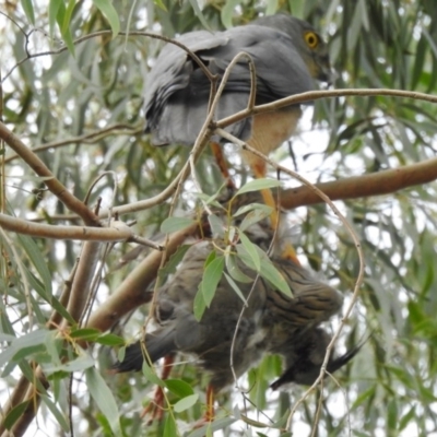 Accipiter fasciatus (Brown Goshawk) at West Wodonga, VIC - 13 Aug 2020 by Michelleco