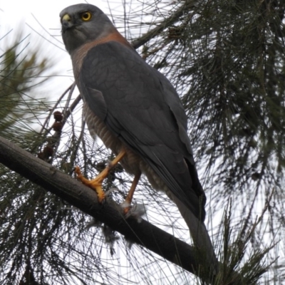 Accipiter fasciatus (Brown Goshawk) at West Wodonga, VIC - 13 Aug 2020 by Michelleco