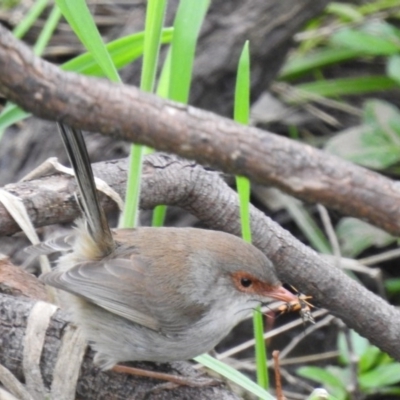 Malurus cyaneus (Superb Fairywren) at Felltimber Creek NCR - 13 Aug 2020 by Michelleco