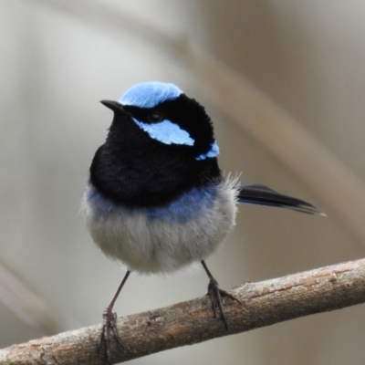 Malurus cyaneus (Superb Fairywren) at Felltimber Creek NCR - 13 Aug 2020 by Michelleco