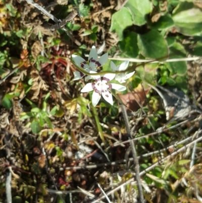 Wurmbea dioica subsp. dioica (Early Nancy) at Isaacs Ridge - 12 Aug 2020 by Mike