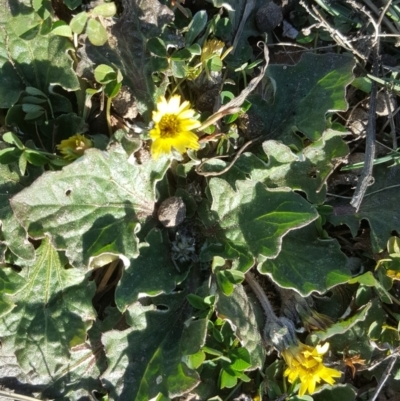 Cymbonotus sp. (preissianus or lawsonianus) (Bears Ears) at Isaacs Ridge - 12 Aug 2020 by Mike