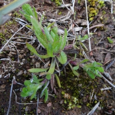 Triptilodiscus pygmaeus (Annual Daisy) at Mulanggari Grasslands - 1 Aug 2020 by AndyRussell